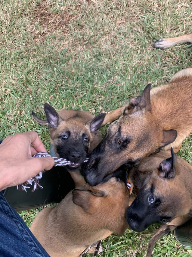 Malinois on Aster Vender