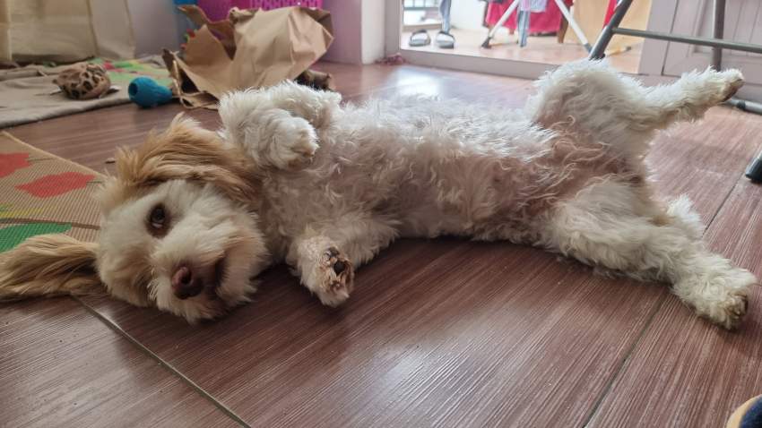 Cherche griffon nain male pour reproduction on Aster Vender