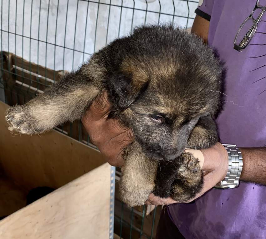 Berger Allemand Poil Long - 3 - Dogs  on Aster Vender