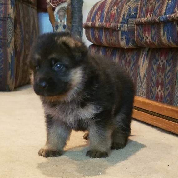 Berger Allemand Poil Long - 1 - Dogs  on Aster Vender