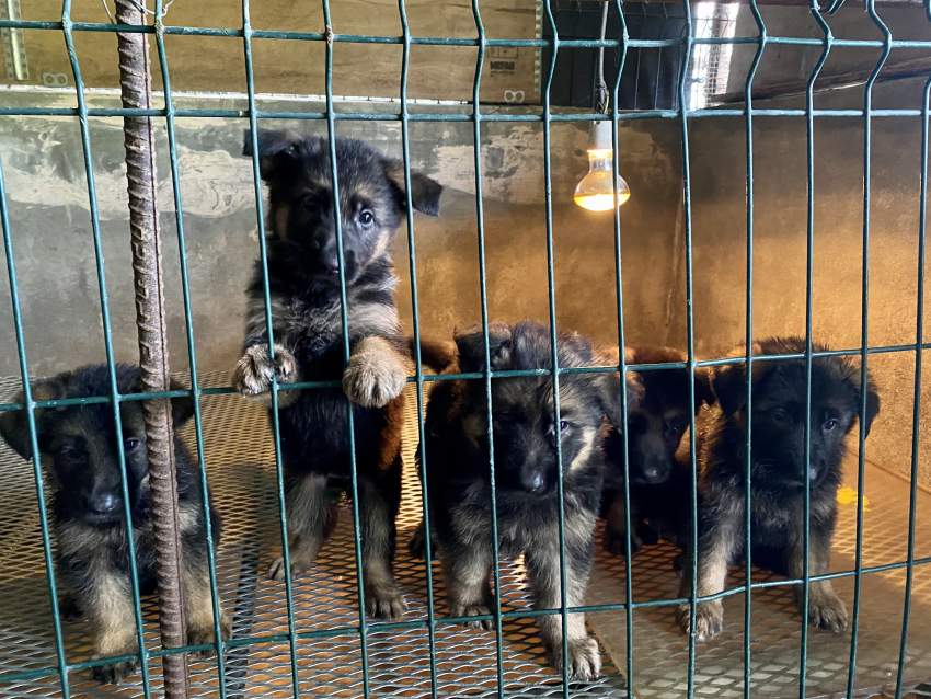 Berger Allemand Poil Long - 2 - Dogs  on Aster Vender