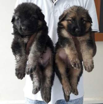 Berger Allemand Poil Long - 4 - Dogs  on Aster Vender