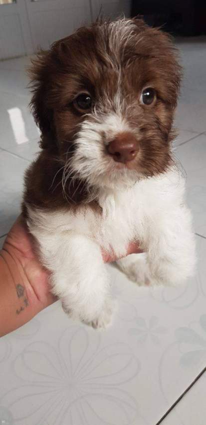 Griffon Nain Pure Sang - 2 - Dogs  on Aster Vender