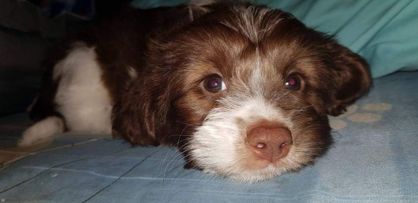 Griffon Nain Pure Sang - 3 - Dogs  on Aster Vender