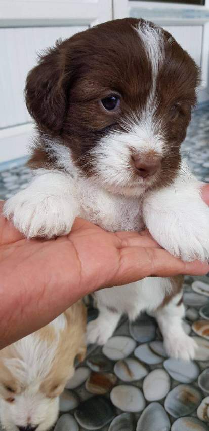 Griffon Nain Pure Sang - 1 - Dogs  on Aster Vender