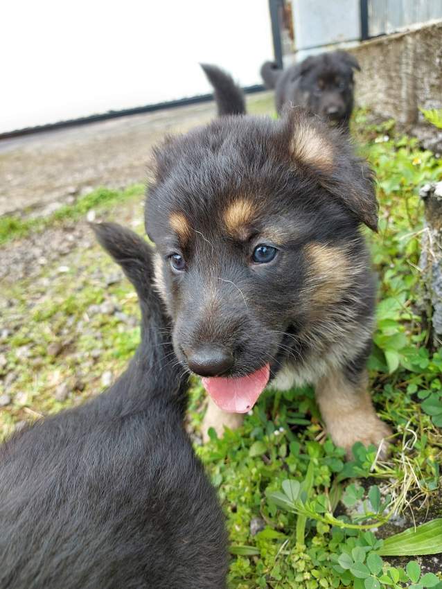 German shepherd puppies for sale at only Rs 18,000 - 0 - Dogs  on Aster Vender