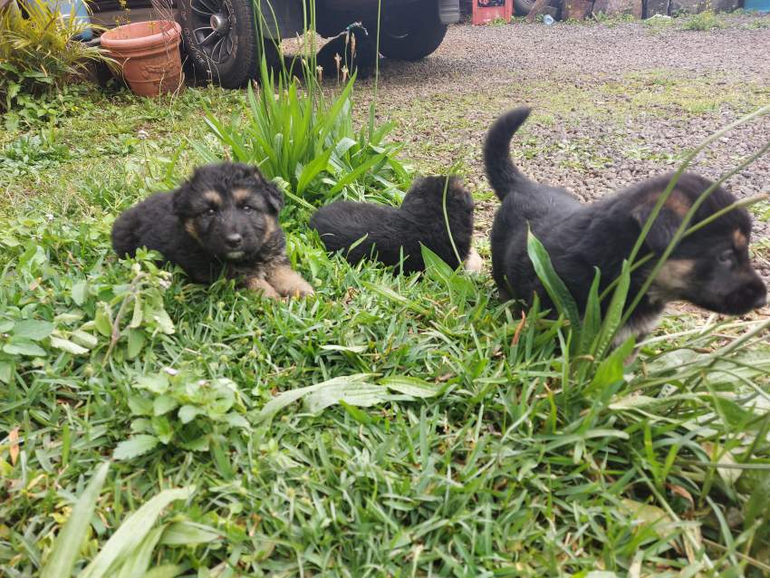 German shepherd puppies for sale at only Rs 18,000 - 3 - Dogs  on Aster Vender