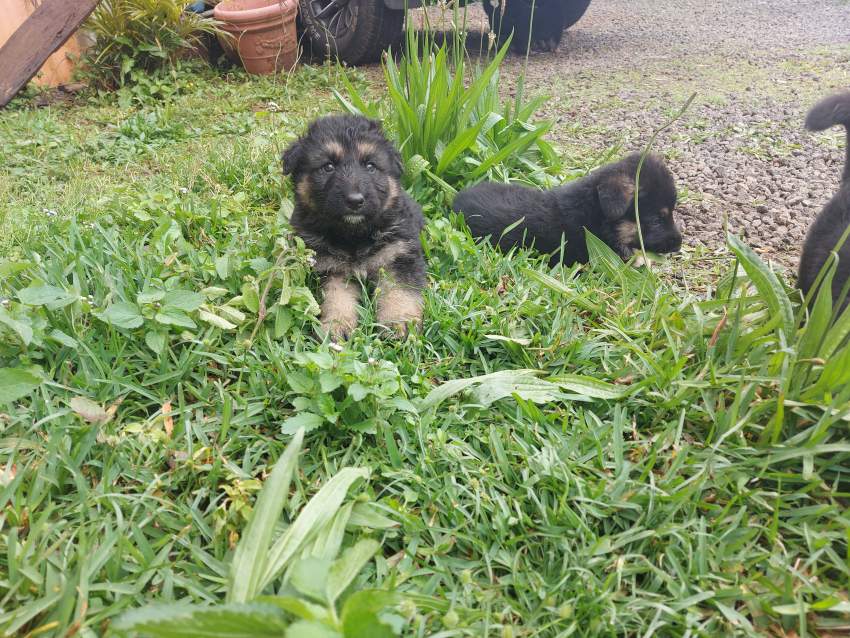 German shepherd puppies for sale at only Rs 18,000 - 5 - Dogs  on Aster Vender