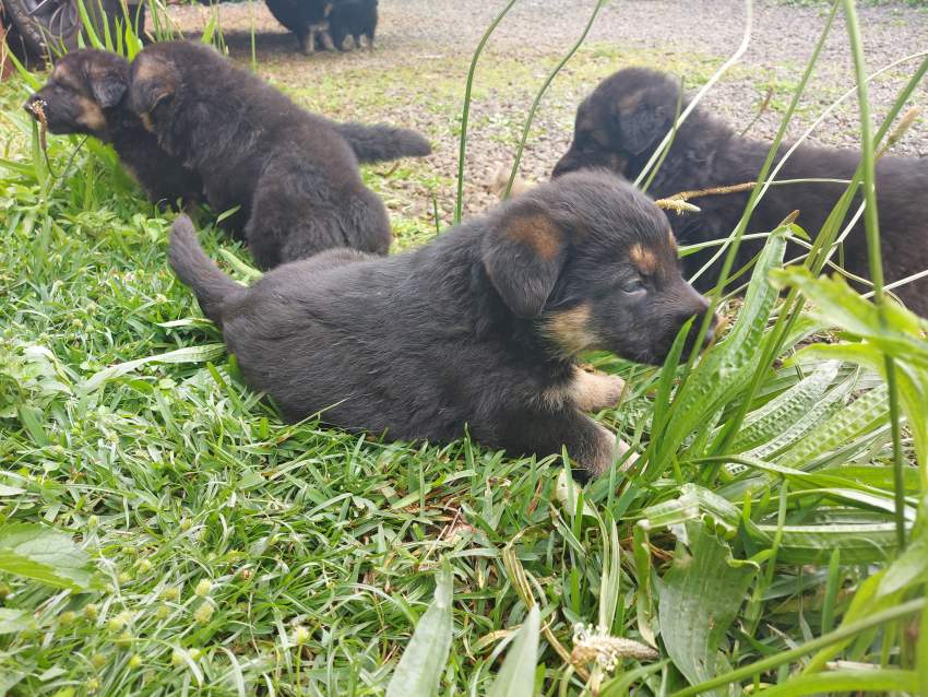 German shepherd puppies for sale at only Rs 18,000 - 2 - Dogs  on Aster Vender