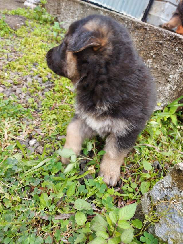 German shepherd puppies for sale at only Rs 18,000 - 1 - Dogs  on Aster Vender