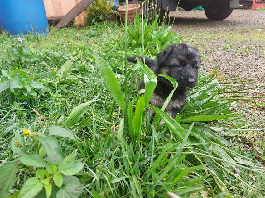 German shepherd puppies for sale at only Rs 18,000 - 6 - Dogs  on Aster Vender