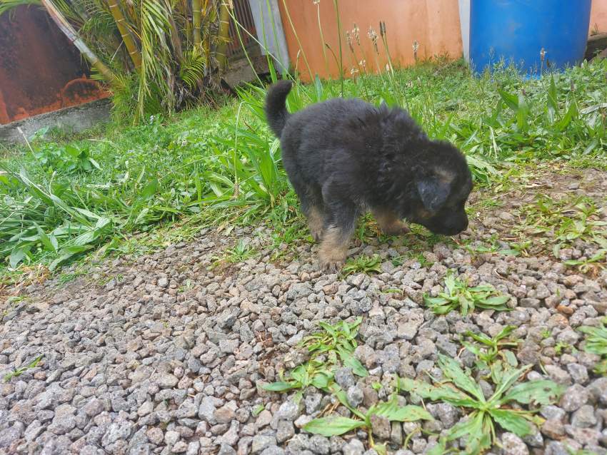 German shepherd puppies for sale at only Rs 18,000 - 7 - Dogs  on Aster Vender