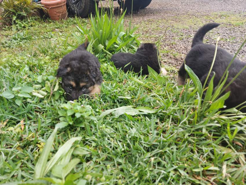 German shepherd puppies for sale at only Rs 18,000 - 4 - Dogs  on Aster Vender
