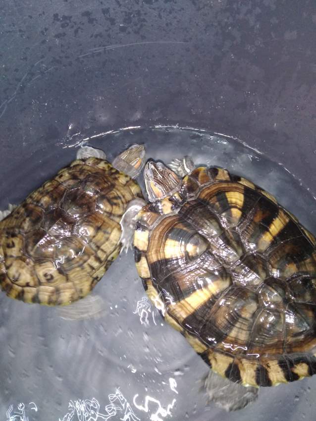 turtles on Aster Vender