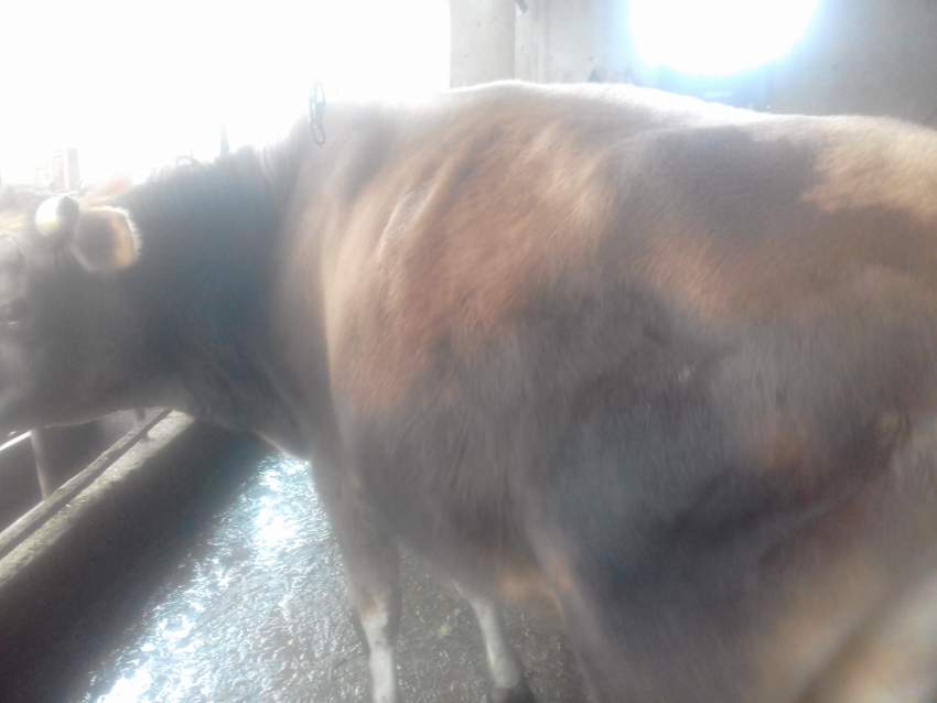 Taureau - 0 - Other Animals  on Aster Vender