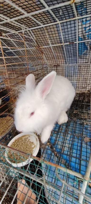 Rabbit - 0 - Rabbit  on Aster Vender