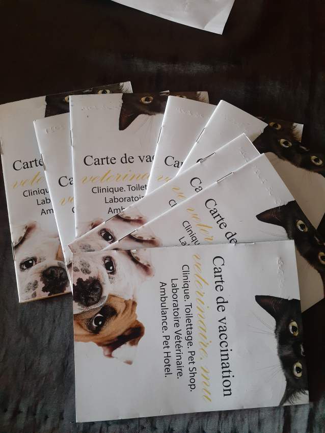 Chien berger malinois on Aster Vender