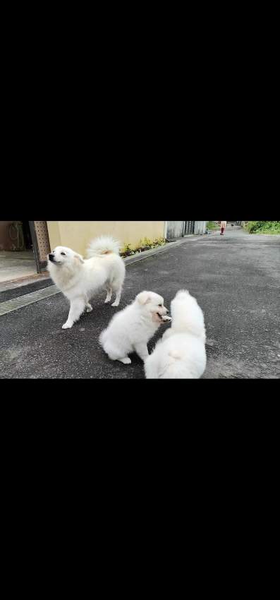 german spitz - 0 - Dogs  on Aster Vender