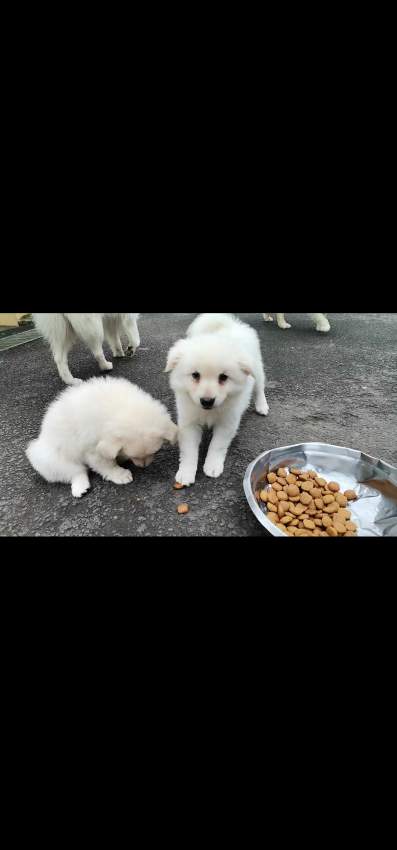 german spitz - 1 - Dogs  on Aster Vender