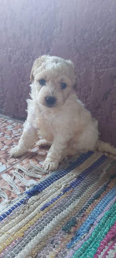 Griffon  - 0 - Dogs  on Aster Vender