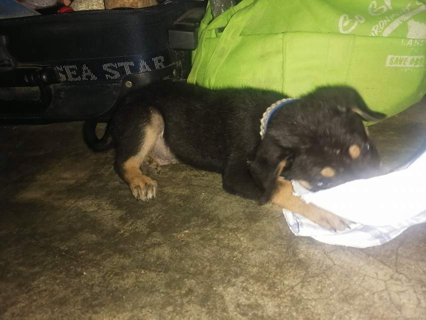 Rottweiler  - 1 - Dogs  on Aster Vender