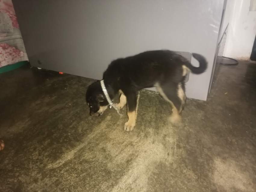 Rottweiler  - 2 - Dogs  on Aster Vender