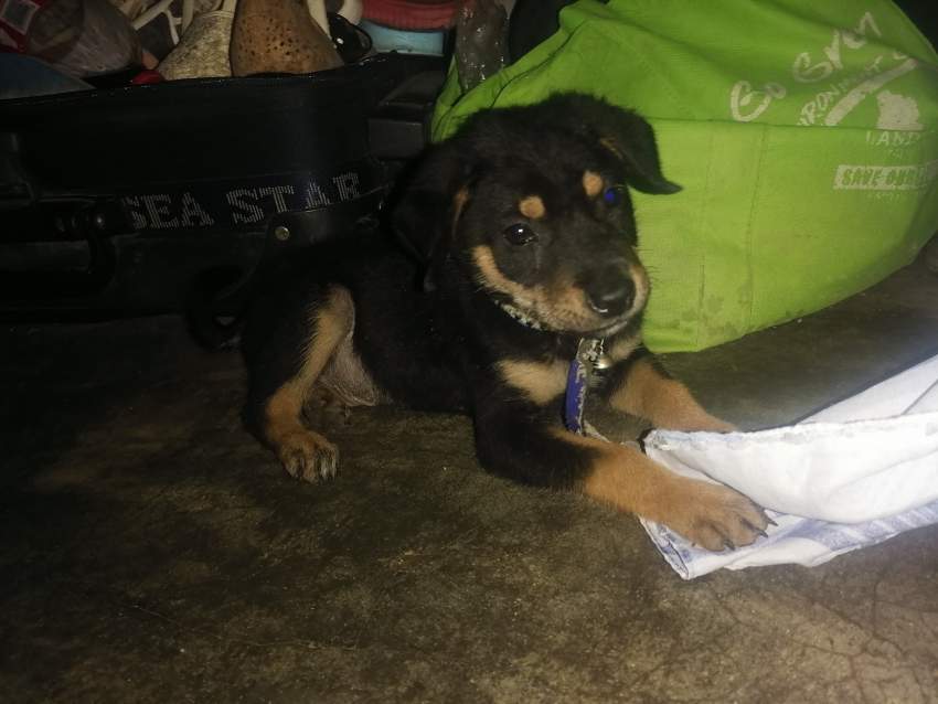 Rottweiler  - 0 - Dogs  on Aster Vender