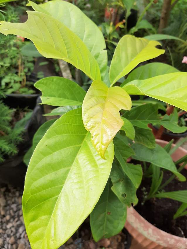 Avocado plants fruits - 1 - Plants and Trees  on Aster Vender