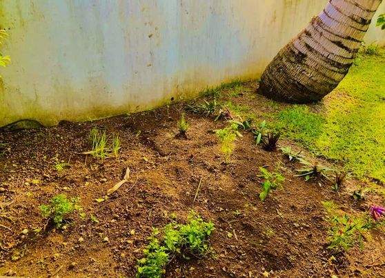 FULLY FURNISHED HOUSE ON SALE AT RIAMBEL- RS 10 M NEG - 6 - House  on Aster Vender