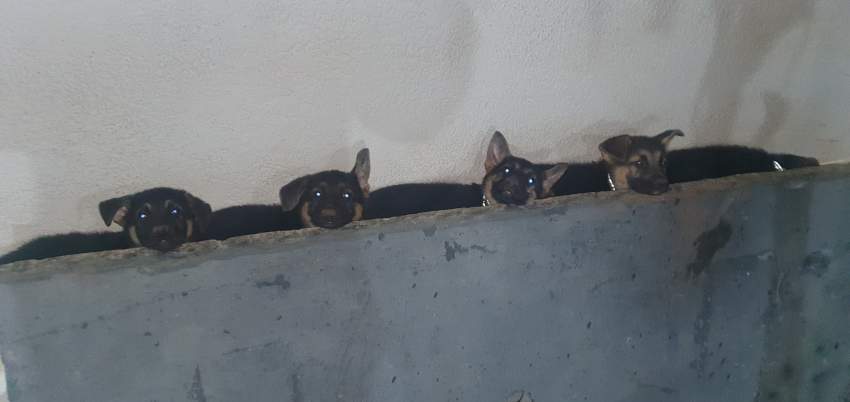 German shepherd half inclined on Aster Vender