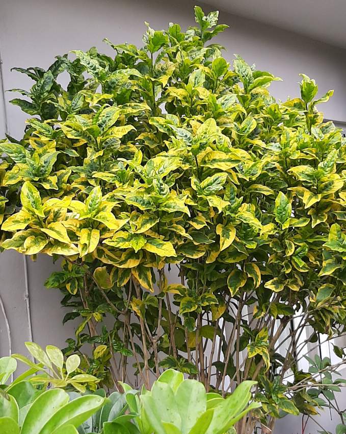 Arbuste nuancé jaune doré et vert décoratif