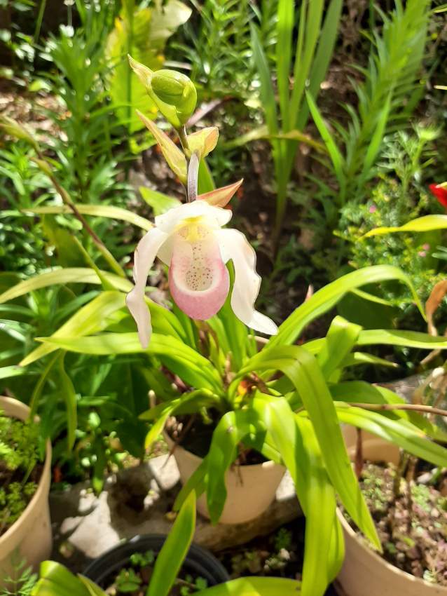 Orchidée Sabot de vénus 