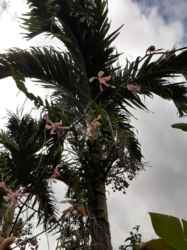 Orchidée scorpion - 1 - Plants and Trees  on Aster Vender