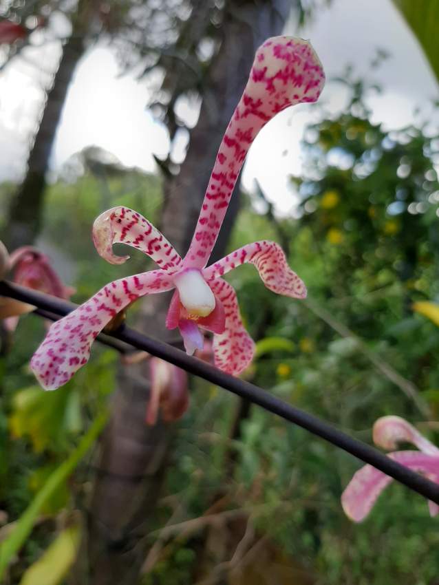 Orchidée scorpion - 3 - Plants and Trees  on Aster Vender