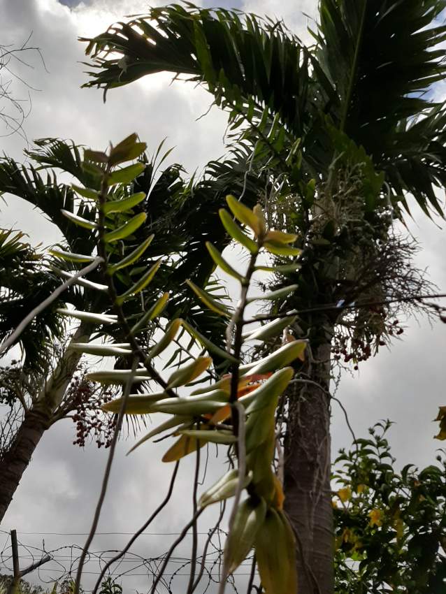 Orchidée scorpion - 2 - Plants and Trees  on Aster Vender