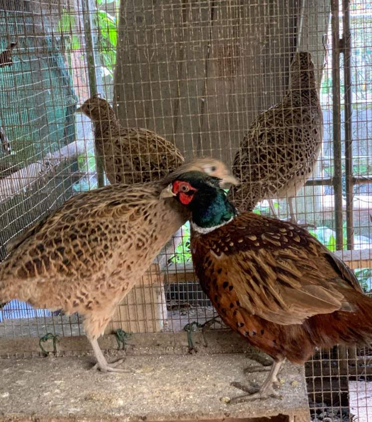  Chinese Neck Ring Pheasants  - 3 - Birds  on Aster Vender