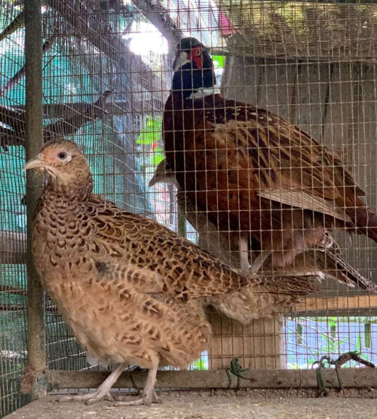  Chinese Neck Ring Pheasants  at AsterVender