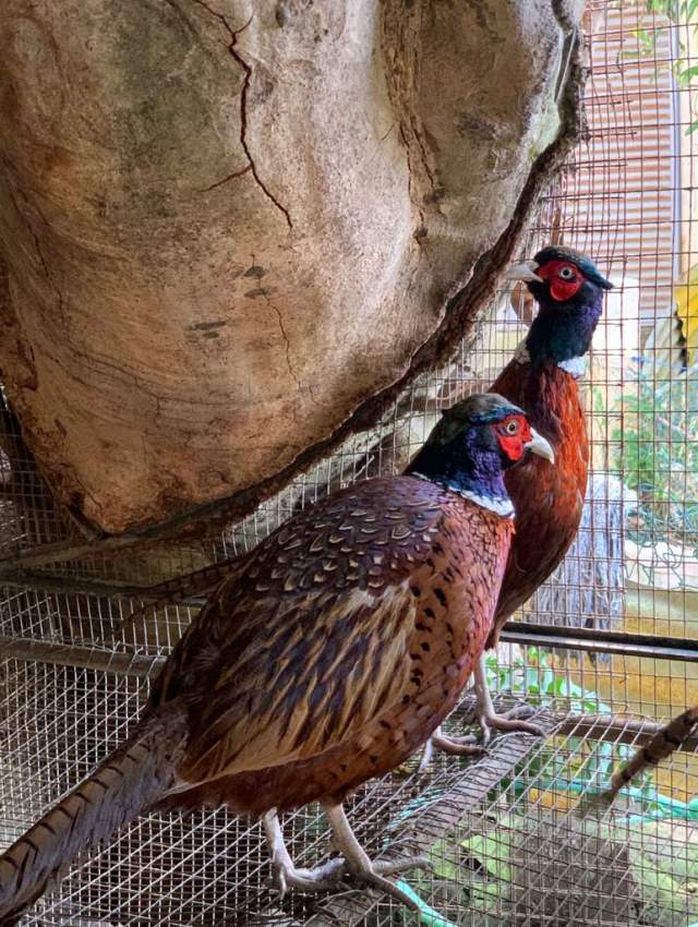  Chinese Neck Ring Pheasants  - 1 - Birds  on Aster Vender