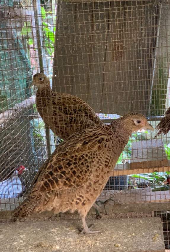  Chinese Neck Ring Pheasants  - 2 - Birds  on Aster Vender