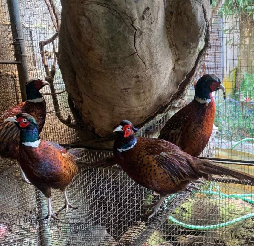  Chinese Neck Ring Pheasants  at AsterVender