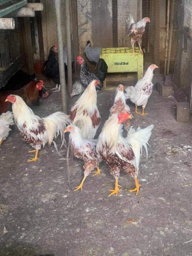 Poule Phoenix on Aster Vender