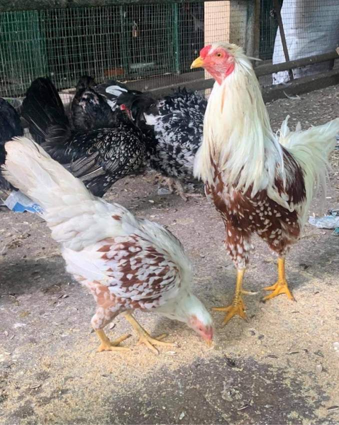  Poule Phoenix  - 1 - Birds  on Aster Vender