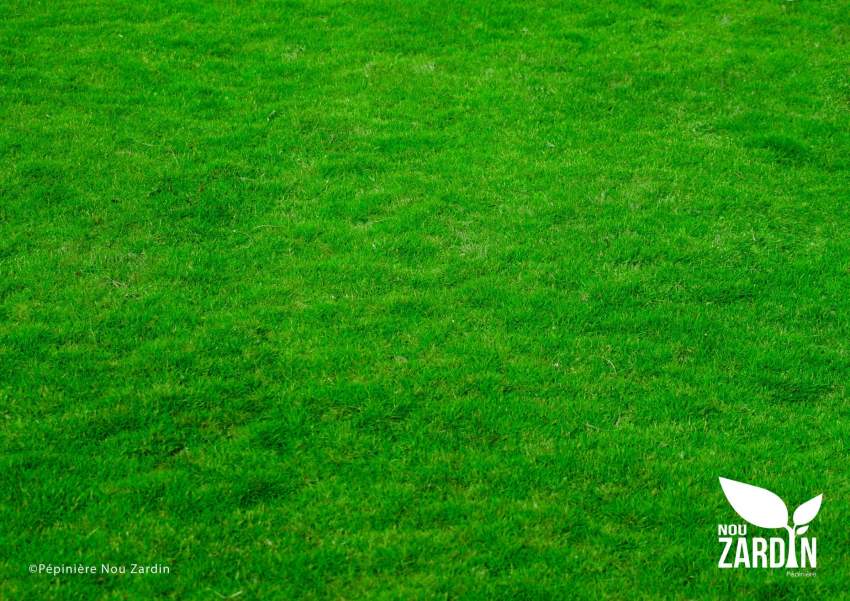 Promo sale- Passpalum Lawn - 1 - Plants and Trees  on Aster Vender