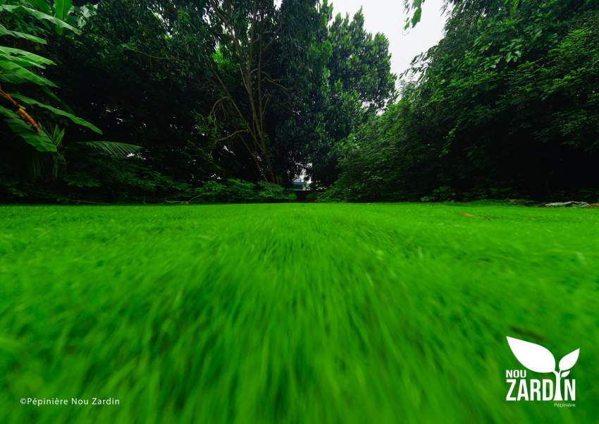 Promo sale- Passpalum Lawn - 2 - Plants and Trees  on Aster Vender