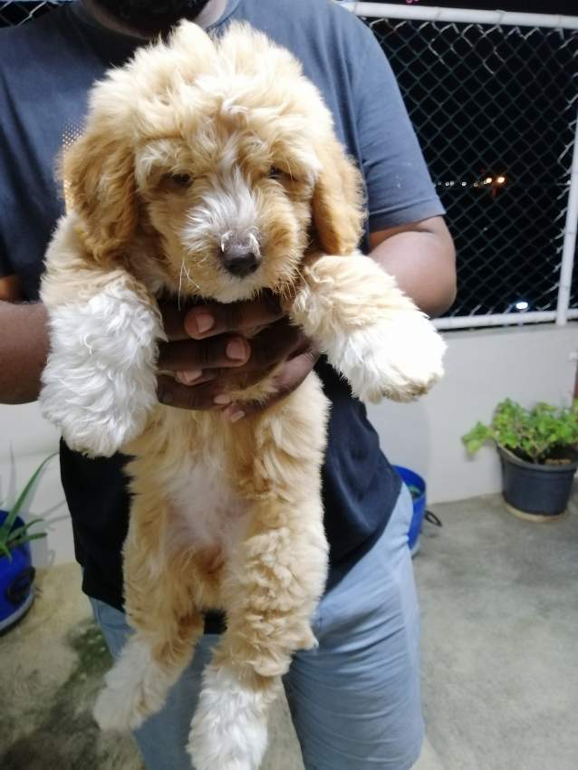 Chiot-Griffon Nain-2 mois et demi  - 1 - Dogs  on Aster Vender