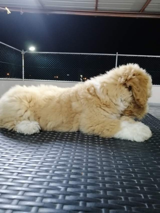 Chiot-Griffon Nain-2 mois et demi  - 3 - Dogs  on Aster Vender