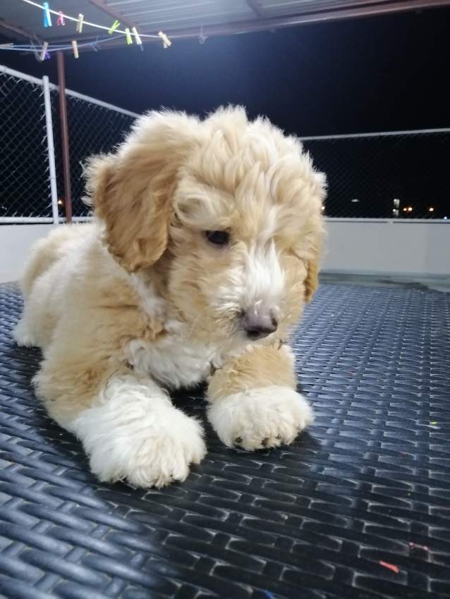 Chiot-Griffon Nain-2 mois et demi  - 4 - Dogs  on Aster Vender