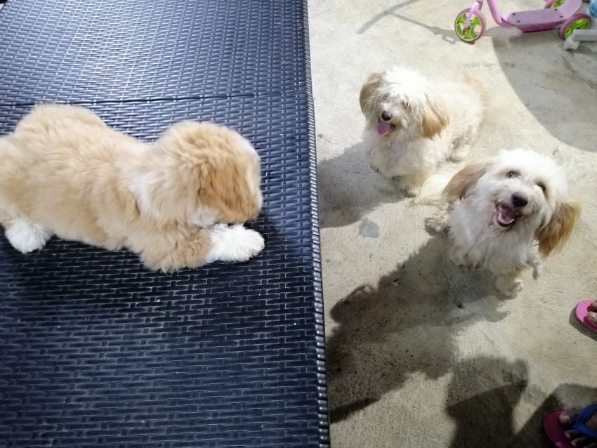 Chiot-Griffon Nain-2 mois et demi  - 2 - Dogs  on Aster Vender