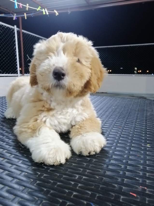 Chiot-Griffon Nain-2 mois et demi  - 5 - Dogs  on Aster Vender