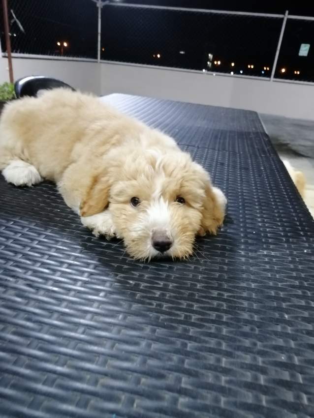 Chiot-Griffon Nain-2 mois et demi  - 6 - Dogs  on Aster Vender